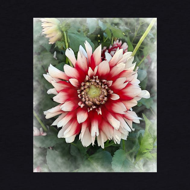 Dahlia Bloom Of Soft Red And White by KirtTisdale